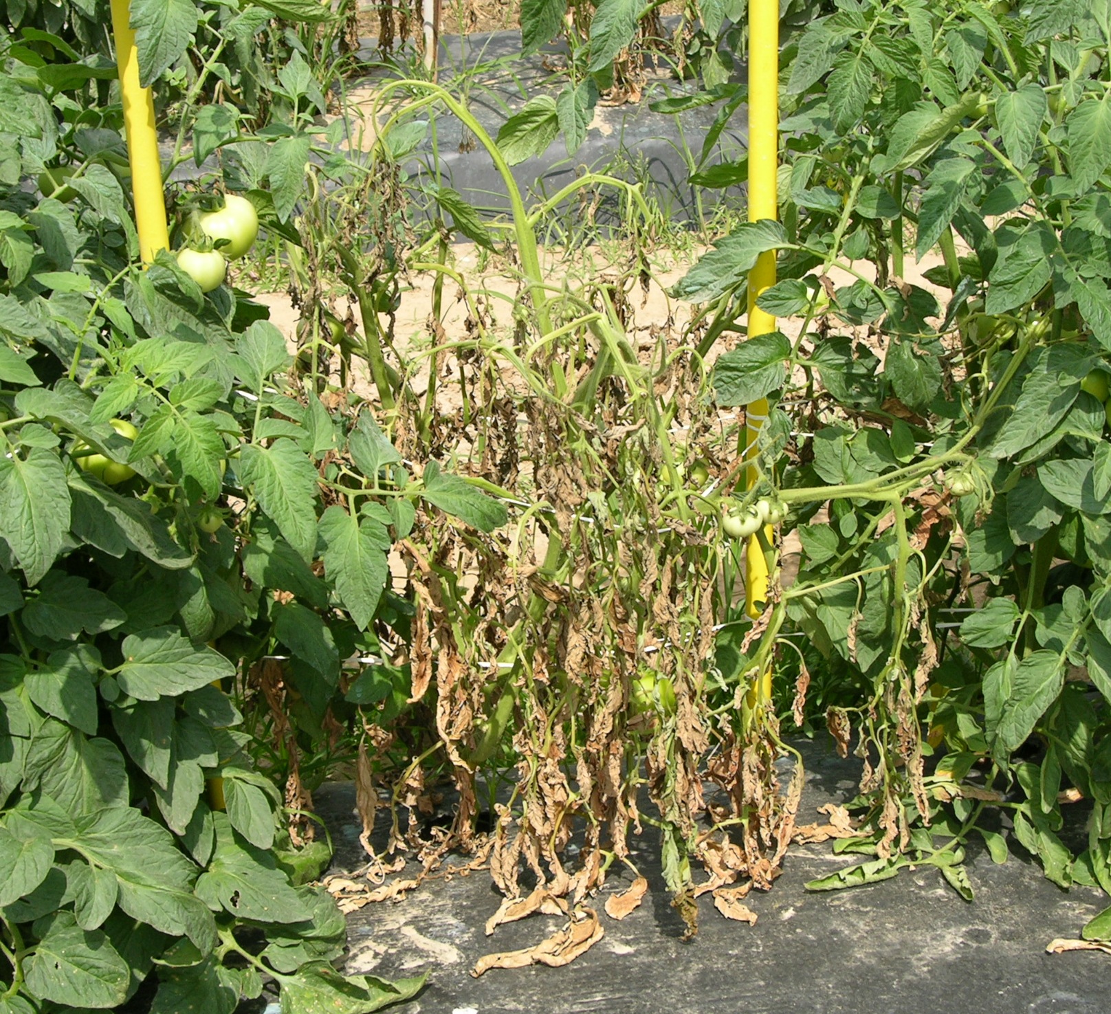 southern bacterial wilt
